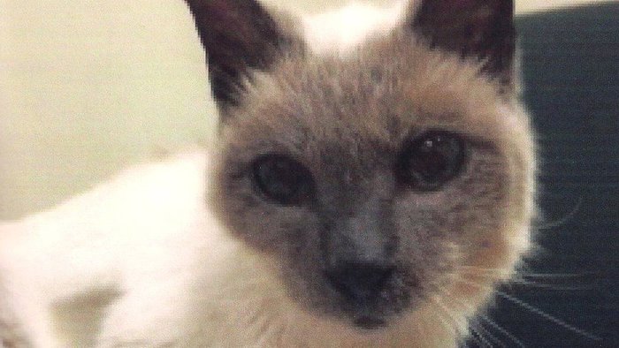 Oldest cat in the world, Scooter, dies aged 30