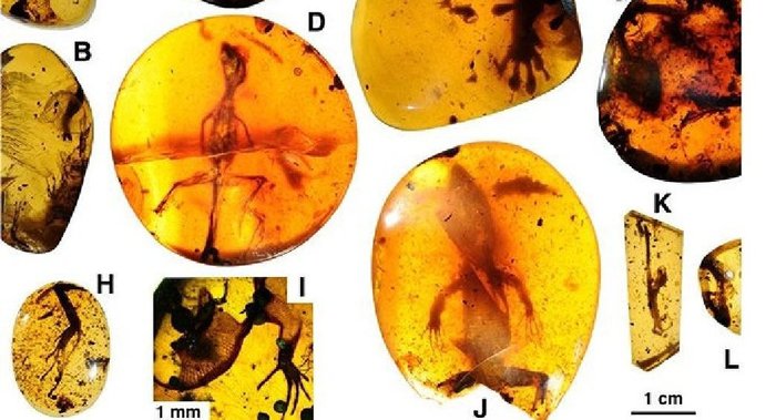 Guess What? Burmese amber reveals 100 mln year old tropical lizard fossils