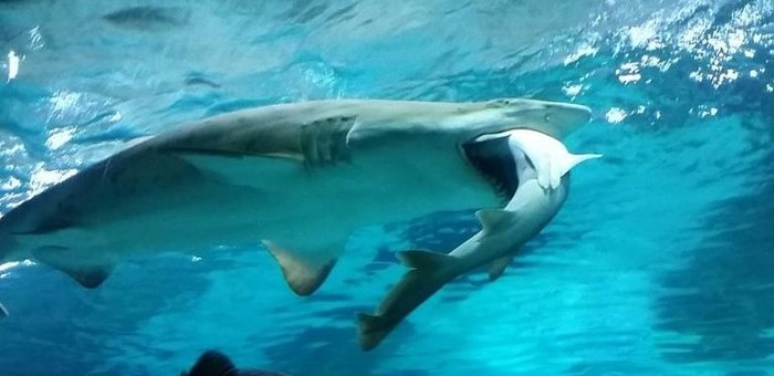 Shark swallows shark in Seoul aquarium - VIDEO