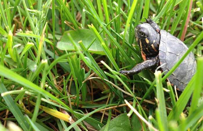 Runaway Tortoise Becomes 'Shellebrity' in Sweden