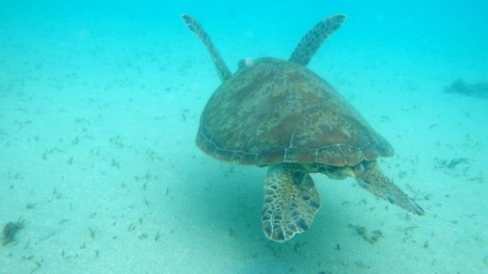 Schildkröten leiden unter Frauenüberschuss