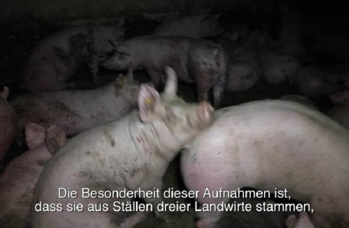 Neues Video zeigt erschütternde Zustände in Schweinebetrieben von CDU-Politikern