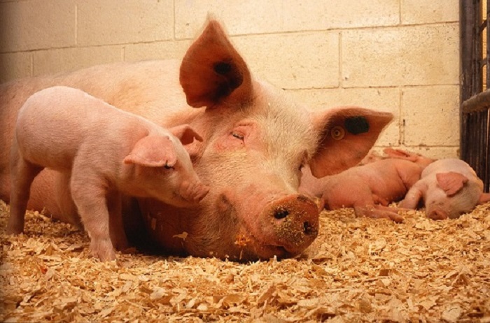 Bloomberg: Russland steigert Schweinefleischproduktion um ein Viertel