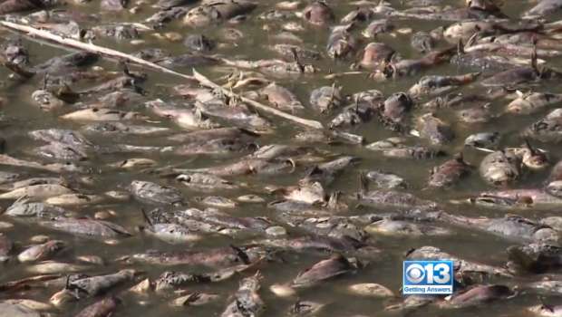 Thousands of fish die when Calif. lake runs dry overnight