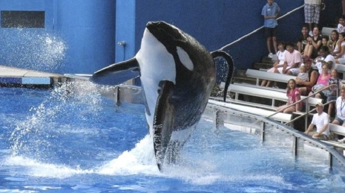 SeaWorld to end orca breeding programme
