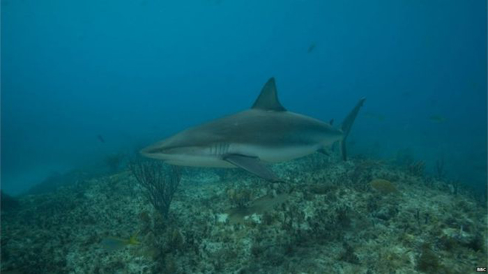 Cuba launches shark protection plan