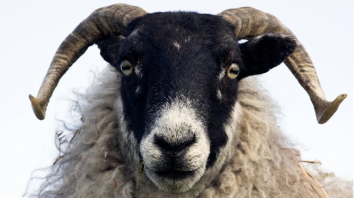 Sheep 'can recognise human faces'