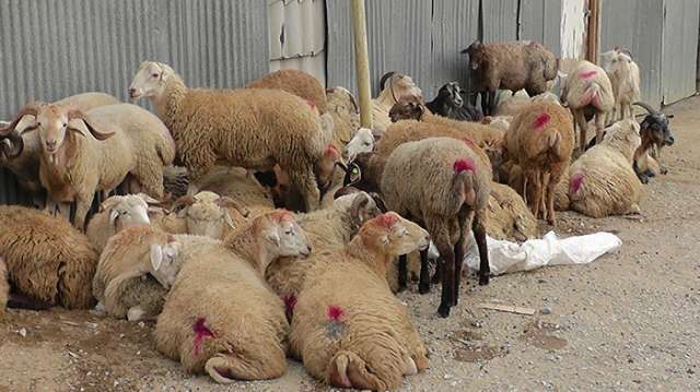 Sabahdan kütləvi peyvəndləmə başlayır