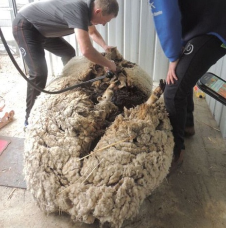 Overgrown Australian sheep Chris `breaks world record`-V?DEO