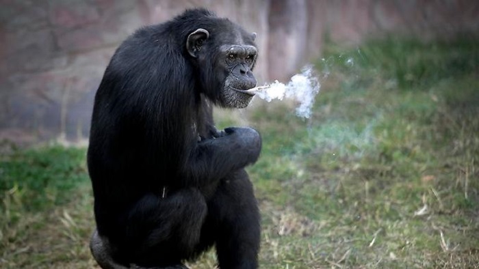 Japan: Schimpanse flieht über Stromleitungen aus Zoo