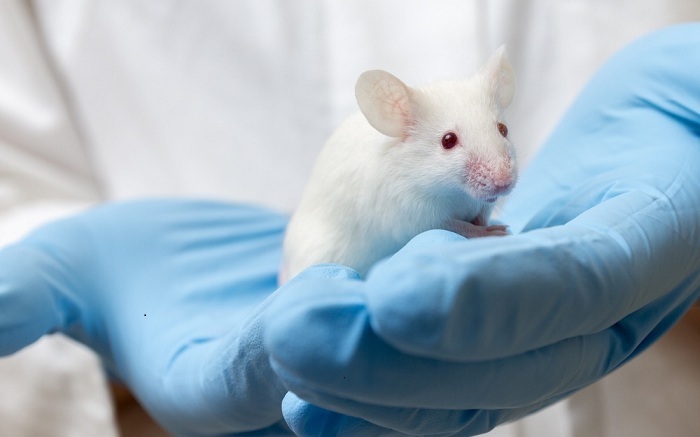 Sensationelle Studie: Nanopartikel heilen bei Mäusen Brustkrebs im Endstadium!