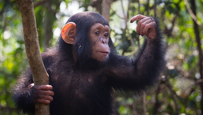 Los grandes simios pueden adivinar lo que estás pensando
