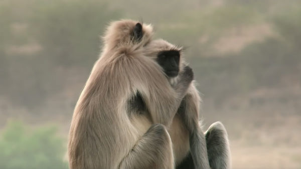 La BBC a filmé des singes en train de faire le deuil d`un petit robot - VIDEO