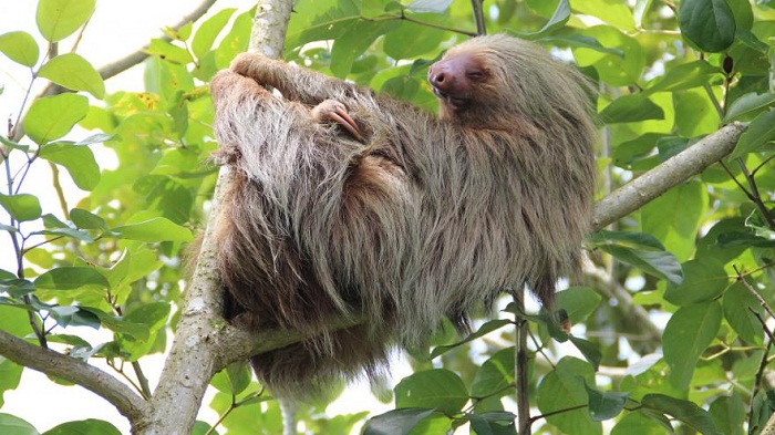 Costa Rica : un zoo laisserait mourir des centaines de paresseux