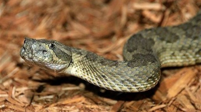 Snakes had back legs for 70 million years before losing them