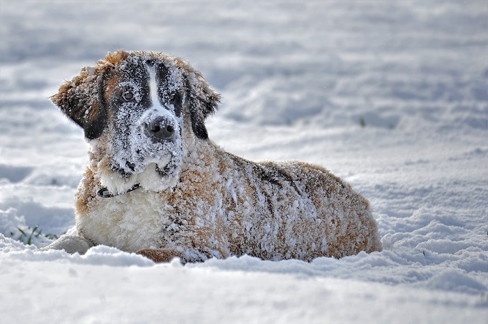 Un turc sacrifie sa veste pour sauver un chien du froid - VIDEO