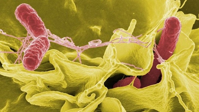 Salmonella outbreak at Alabama wedding sickens 77 guests 