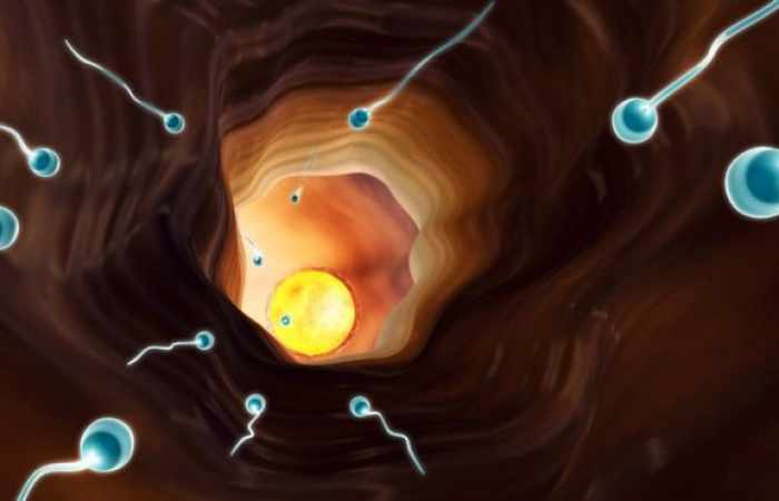 Sperm swimming technique 'all down to simple maths'