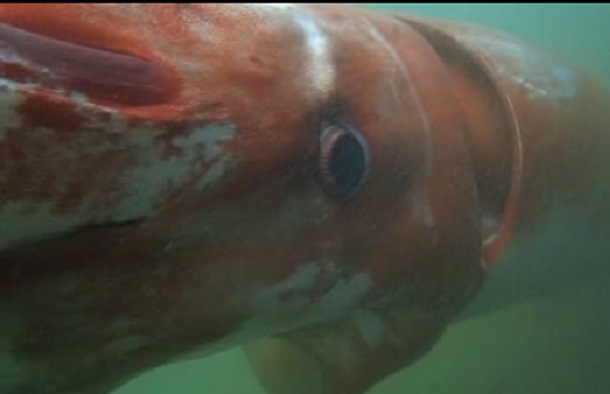 Giant squid cruise along Japanese harbour - VIDEO