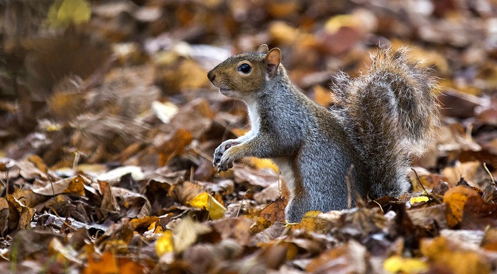 Man`s decision to cook squirrel with a blowtorch will cost his girlfriend $2m