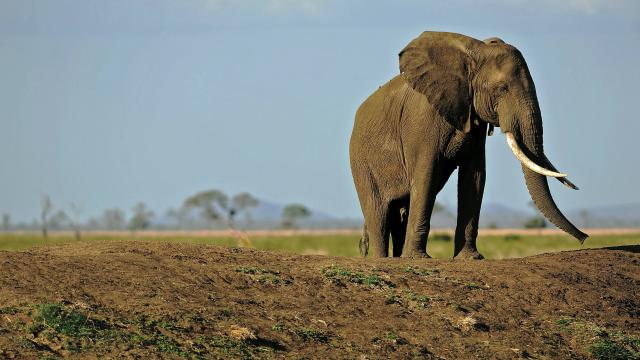 Quatre éléphants tués par un train au Sri Lanka