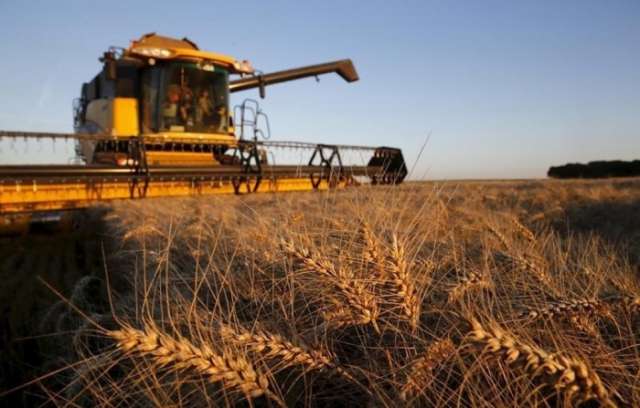 العراق يشترى 500 ألف طن من القمح الأمريكى بالأمر المباشر