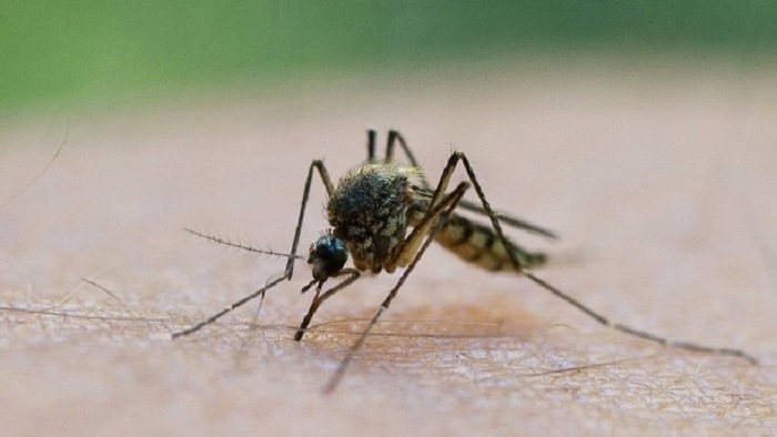 Warum es so viele Mücken gibt