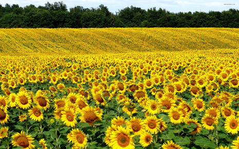  Man Plants 4-Mile Stretch of Sunflowers to Honor Late Wife - VIDEO