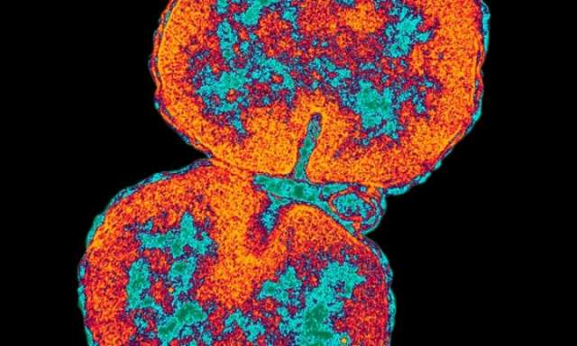 Untreatable gonorrhoea 'superbug' spreading around world, WHO warns