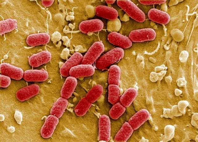 `Alarming` superbugs a risk to people, animals and food, EU warns 