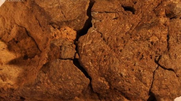 In Sussex versteinertes Dinosaurier-Gehirn gefunden