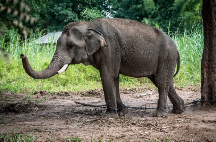 Horror-Unfall in Thailand: Elefant tötet schottischen Touristen