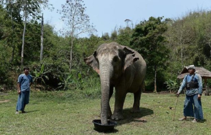 Thaïlande: Un touriste britannique tué par un éléphant