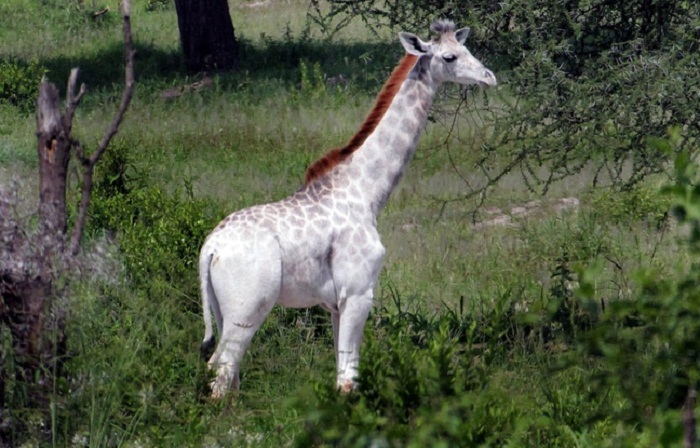 Tanzanie: Une girafe blanche rarissime naît dans un parc national Tanzanie: Une girafe blanche rarissime naît dans un parc national