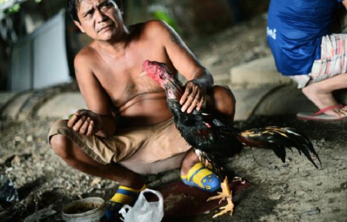 Les combats de coqs en Thaïlande, rare jeu d`argent autorisé au nom de la tradition