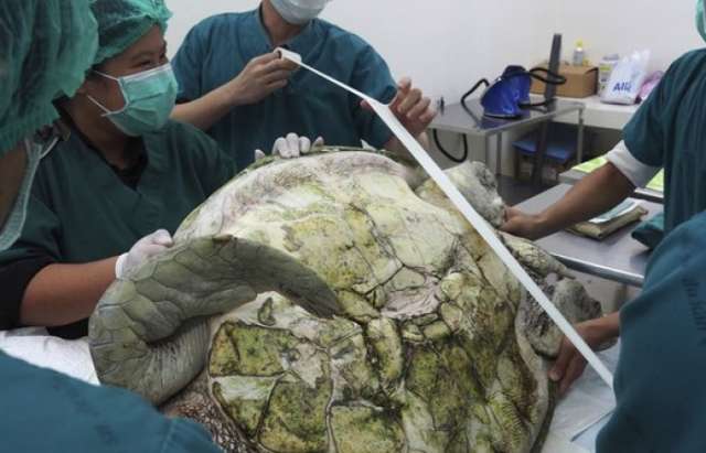More than 900 coins removed from turtle's stomach in Thailand