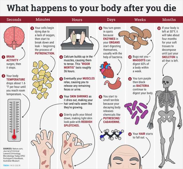 Here`s what happens to your body after you die