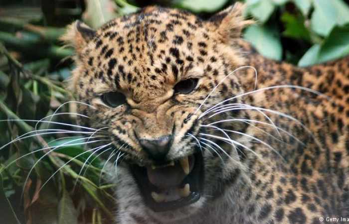 Leopard shuts down Nepal's international airport