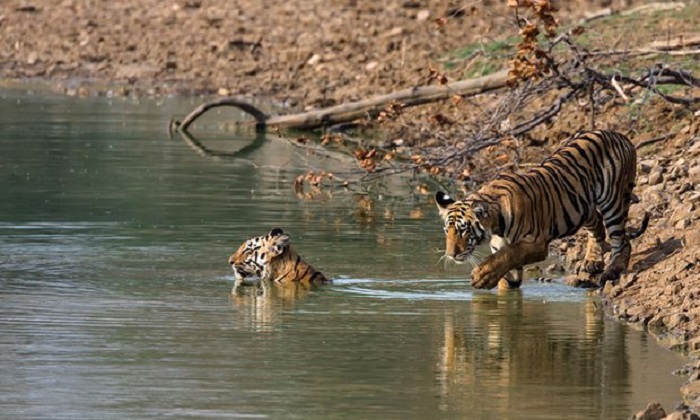 More tigers poached in India so far this year than in 2015