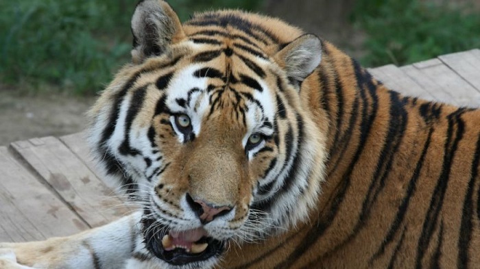Des tigres condamnés à mourir de faim pour fabriquer du vin "aphrodisiaque"