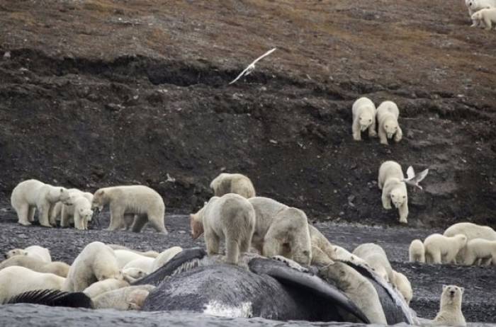 Réchauffement climatique: 200 ours polaires massés sur une île