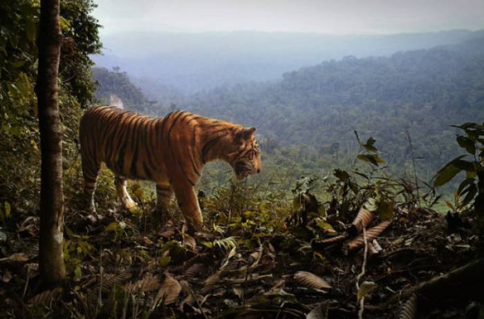 Un tigre de Sumatra déchiquète une employée