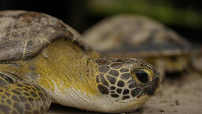 Madagascar: saisie de tortues d'espèces menacées à l'aéroport d'Ivato