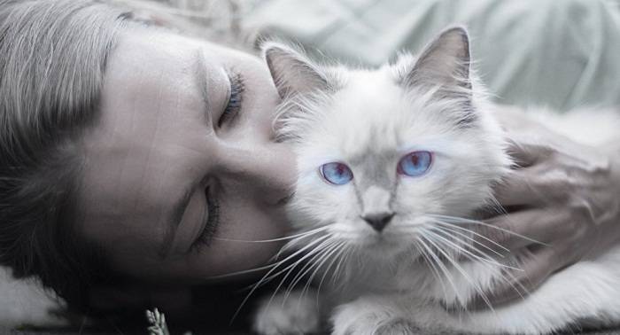 ¿Buscas trabajo? Una clínica en Dublín pide un 'acariciador' de gatos
