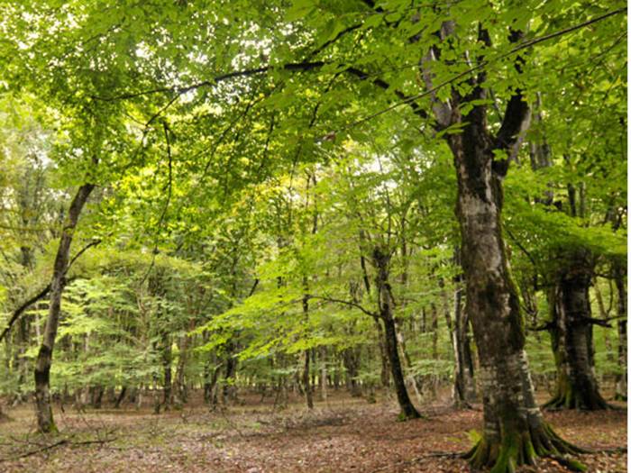 Interesse an der Anmietung von Waldflächen nimmt in Aserbaidschan zu