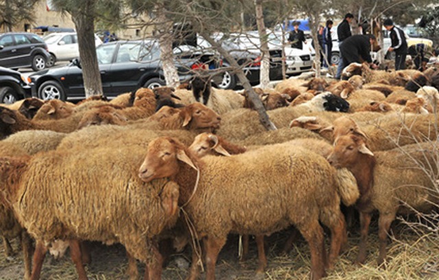Qurban bayramı ilə bağlı əmr verildi