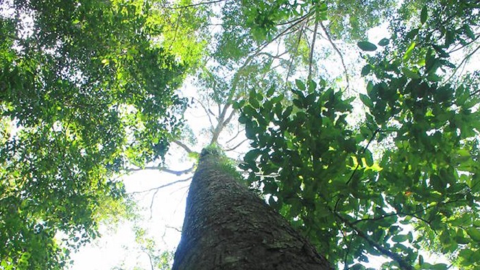 Malaysia: Gigantischer Tropenbaum entdeckt