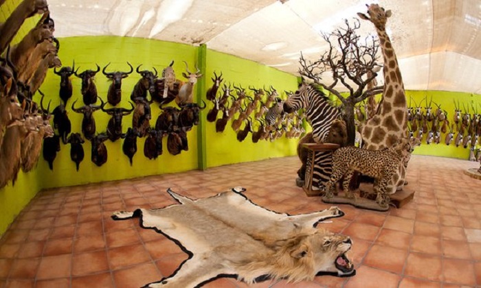 Millions of animal `trophies` exported across borders, figures show