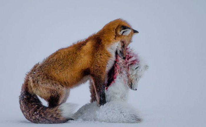 Warring foxes take top wildlife photo prize