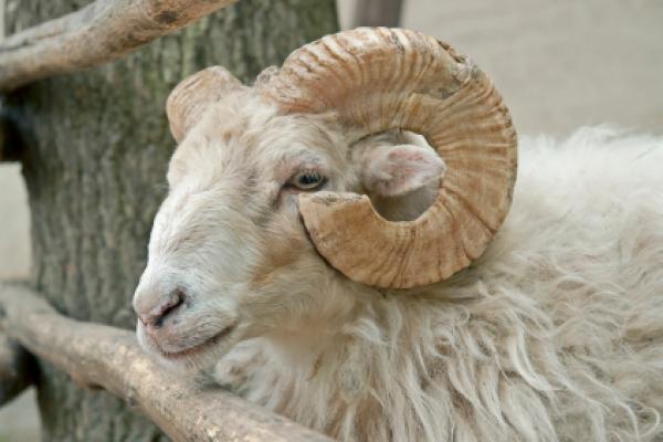 Sale of sacrificial animals will be launched in Baku